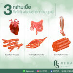 กล้ามเนื้อ
เป็นส่วนประกอบที่สำคัญของร่างกาย มีหน้าที่ยืดและหดตัวเพื่อเคลื่อนไห…