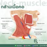 กล้ามเนื้อคอ (Muscle of the neck)
มีความสำคัญในการเคลื่อนไหวของคอ
ประกอบไปด…