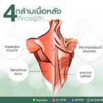 กล้ามเนื้องหลัง
เป็นกล้ามเนื้อที่หลายๆท่านจะมีอาการปวด
วันนี้เรามารู้จักกับกล…