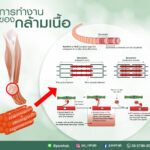 กลไกการทำงานของกล้ามเนื้อลาย
ในกล้ามเนื้อลายจะประกอบด้วย
เส้นเยื่อไมโอไฟบริล ซ…