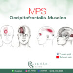 Occipitofrontalis เป็นกลุ่มของกล้ามเนื้อที่ประกอบด้วย Frontalis (ด้านหน้า) และ O…