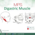 กล้ามเนื้อไดแกสตริก (Digastric muscle)
ประกอบด้วยกล้ามเนื้อ 2 ส่วน
ส่วน โปสที…