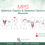 กล้ามเนื้อ Splenius Capitis & Splenius Cervics
กล้ามเนื้อทั้งสองมัด ทำหน้าที่ร่…