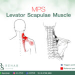 กล้ามเนื้อ Levator scapulae
เป็นกล้ามเนื้อที่อยู่บริเวณด้านหลังของคอ มีจุดเจาะ…