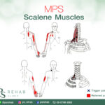 กล้ามเนื้อ Scalene เป็นกล้ามเนื้อมัดเล็กๆ 3 มัดอยู่บริเวณด้านข้างของคอ มีจุดเกาะ…