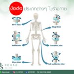 ข้อต่อ (joint) ช่วยให้อวัยวะต่าง ๆ มีการเคลื่อนไหวได้สะดวก สามารถเคลื่อนไหวได้หล…