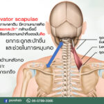 ก่อนหน้านี้ทางเพช ได้นำเสนอเกี่ยวกับ
กล้ามเนื้อ Rhomboid muscle ไป
วันนี้เราจ…