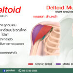 สายช้อปปิ้ง สายหิ้ว ต้องรู้ไว้
หิ้วของมากๆ แล้วปวดไหล่
เพราะ กล้ามเนื้อ D…