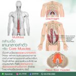 กล้ามเนื้อแกนกลางลำตัว Core Muscles
เป็นกล้ามเนื้อช่วยพยุงแกนกลางลำตัวให้ตรง
…