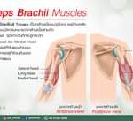 กล้ามเนื้อ Triceps
เป็นกล้ามเนื้อที่อยุ่บริเวณแขนด้านหลัง
วันนี้เรามารู้จักกล้…