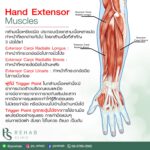 กลุ่มกล้ามเนื้อเหยียดมือ
Hand Extensor Muscles
เป็นกลุ่มกล้ามเนื้อหลายมััดประ…