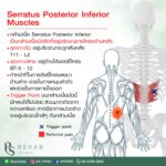 กล้ามเนื้อ Serratus Posterior Inferior
เป็นกล้ามเนื้อมัดลึก อยู่บริเวณหลังช่วงล…