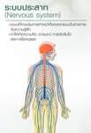 ระบบประสาท
เป็นระบบที่มีความสำคัญระบบหนึ่งของร่างกาย
ทำหน้าที่ควบคุมการทำงานใน…