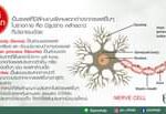เซลล์ประสาท
สิ่งเล็กๆ ที่มีความสำคัญต่อร่างกาย
เป็นเส้นทางผ่านของกระแสประสาท
…