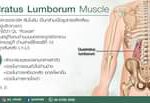 Quadratus Lumborum Muscle
หรือเรียกสั้นๆ ว่า “คิวแอล (QL)”
เป็นกล้ามเนื้อบริเว…