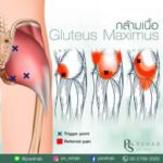 Gluteus maximus
เป็นกล้ามเนื้อมัดใหญ่ที่สุดในร่างกาย อยู่ตื้นที่สุดของส่วนสะโพ…