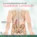 Quadratus Lumborum Muscle
หรือเรียกสั้นๆ ว่า “คิวแอล (QL)”
เป็นกล้ามเนื้อรูปสี…
